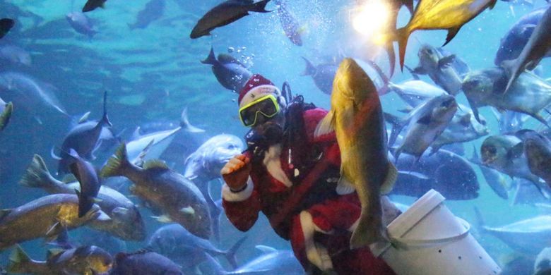 Pengunjung saat menyaksikan pertunjukan underwater feedingshow di akuarium utama Sea World, kawasan wisata Taman Impian Jaya Ancol, Jakarta, Sabtu (23/12/2017). Acara tersebut diselenggarakan pada 23-27 Desember 2017 untuk menyambut musim libur natal dan perayaan pergantian tahun.