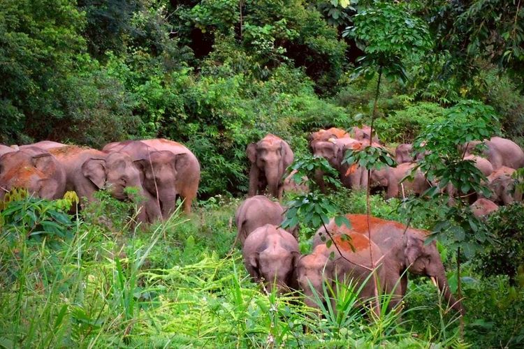 Rombongan gajah di lansekap Taman Nasional Bukit Tigapuluh