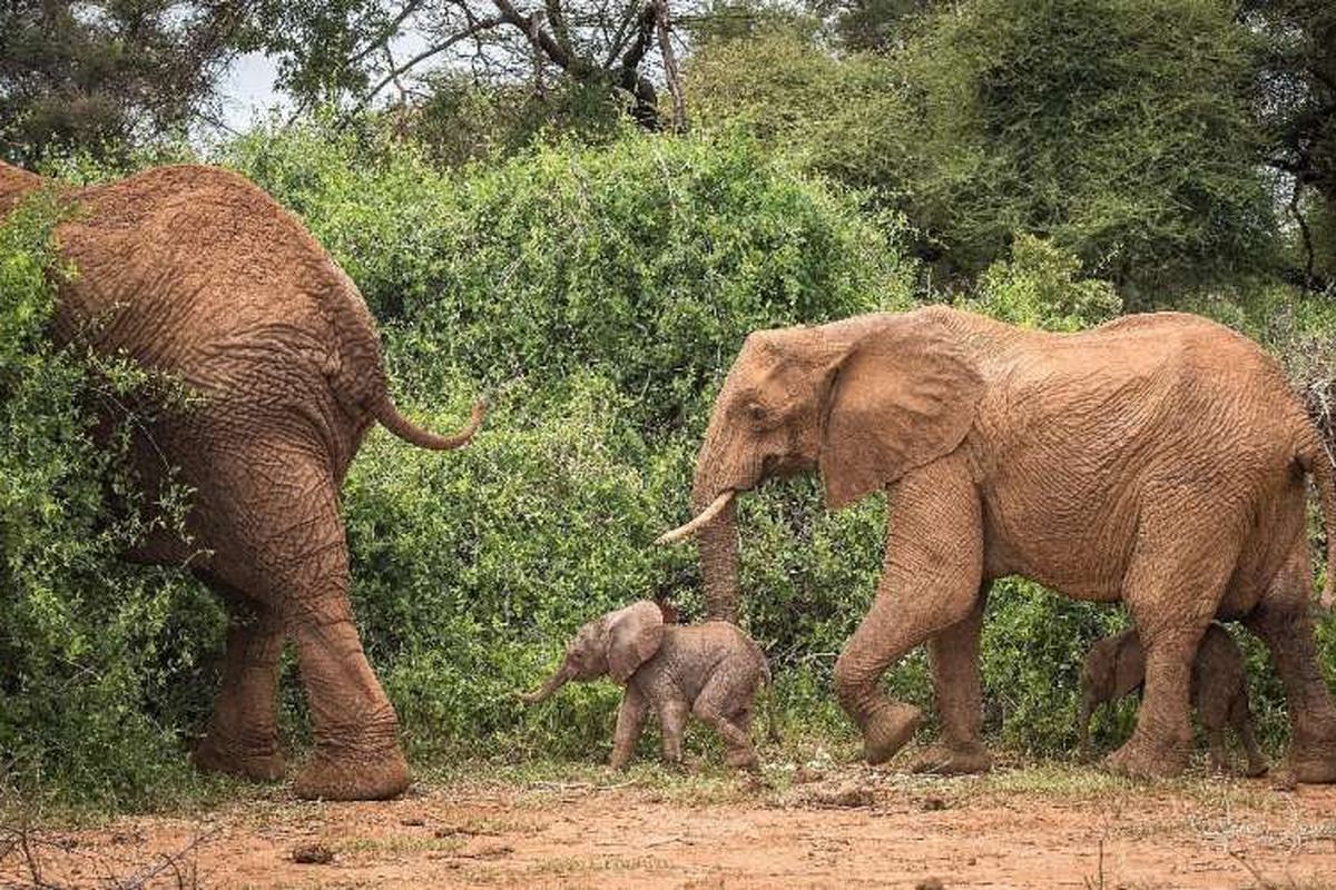 Gajah kembar di Kenya berjalan bersama dengan induk dan saudaranya