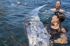 Oarfish Muncul Setelah 100 Tahun, Benarkah Tanda Akan Ada Gempa?