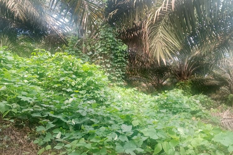 Estate Manager PT SKM, Syahrial Purba mengatakan, tanaman penutup tanah atau legume cover crop (LCC) dapat mengurangi penggunaan herbisida karena menekan pertumbuhan gulma. LCC juga melindungi tanah dari penyinaran langsung sinar matahari lebih dari 80 persen. Saat tanaman kelapa sawit sudah berusia lebih dari 5 tahun, pelepah kelapa sawit akan menutupi sinar matahari dan LCC akan mati membusuk menjadi pupuk organik.  Selain itu, LCC dipakai kebun plasma PT SKM untuk menjaga kelembaban tanah, melindungi tanah air hujan secara langsung, mengurangi aliran permukaan, serta meningkatkan kesuburan tanah.