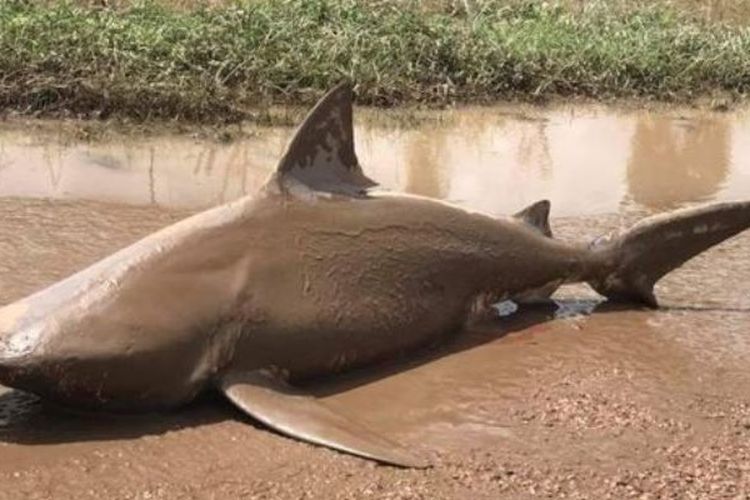 Bangkai hiu ini ditemukan di sebuah ruas jalan di Queensland, Australia.