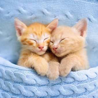 Ilustrasi anak kucing  warna oranye tidur.