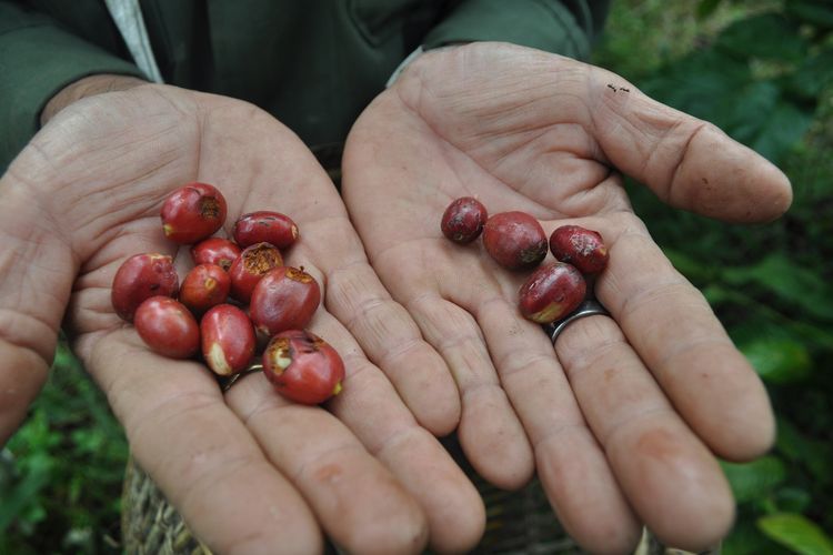 Burni Husin (60) petani dari Kelurahan Agung Lawangan, kota Pagaralam, Sumatera Selatan menujukkan biju kopi petik merah jenis robusta.