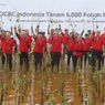 Kerja Sama dengan Mangrove Jakarta Community, OCBC Indonesia Tanam 5.000 Mangrove di 2 Lokasi