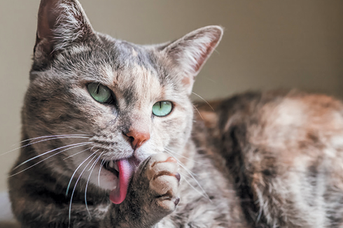 Mengapa Kucing Menjilat dan Memakan Rambut Kita?