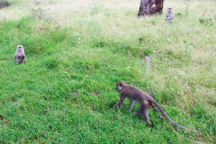 Kera ekor panjang bermain di hamparan savana Bekol di dalam kawasan Taman Nasional Baluran, Situbondo, Jawa Timur, Kamis (18/4/2013). Baluran terkenal dengan sebutan Africa Van Java karena hamparan savana dan binatang liarnya.