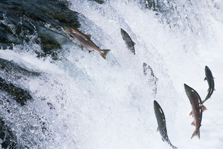 Ilustrasi ikan salmon.
