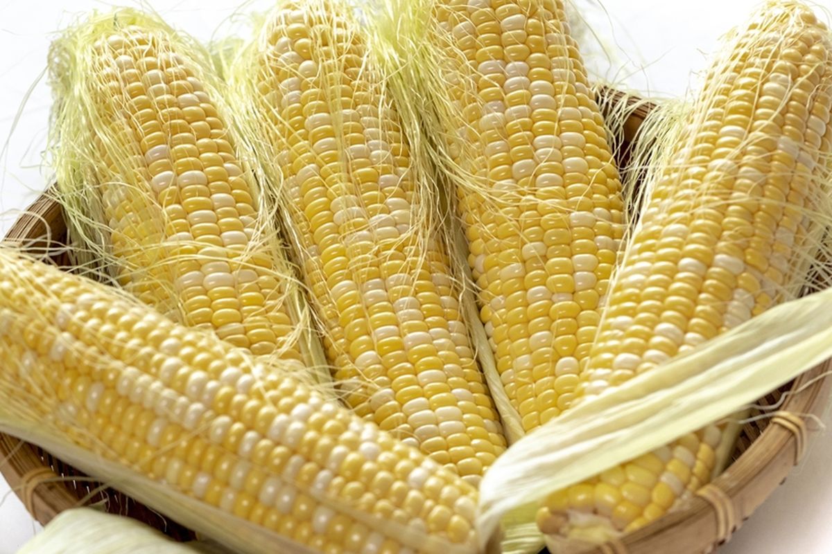 Ilustrasi jagung. 