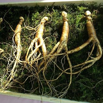 Ilustrasi tanaman ginseng