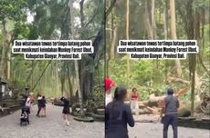 2 WNA Tewas Tertimpa Pohon, Monkey Forest Bali Ditutup Sementara