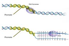 Promoter: Awal Proses Transkripsi DNA