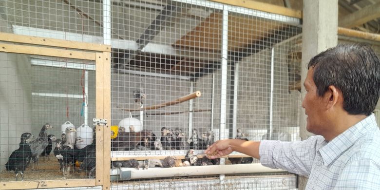 Cerita Anggota DPRD Jabar Terapkan Pertanian Organik Terpadu di Pekarangan  Rumah