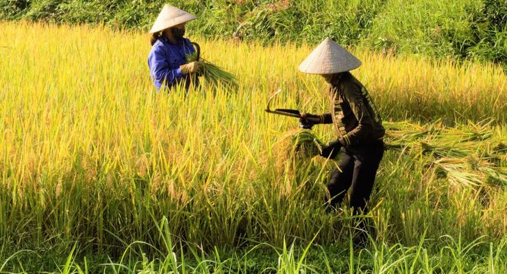 Suplai Pangan ke IKN, Kukar Terima Kucuran Dana Rp 47,49 Miliar 