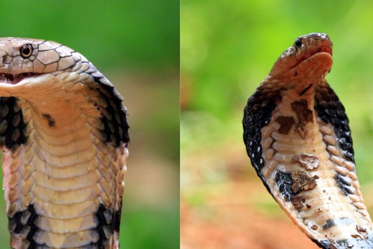 Kanan: king cobra, kiri: cobra
