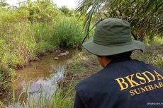 Buaya Muara Tetaskan 15 Telur di Kebun Sawit Milik Warga di Agam