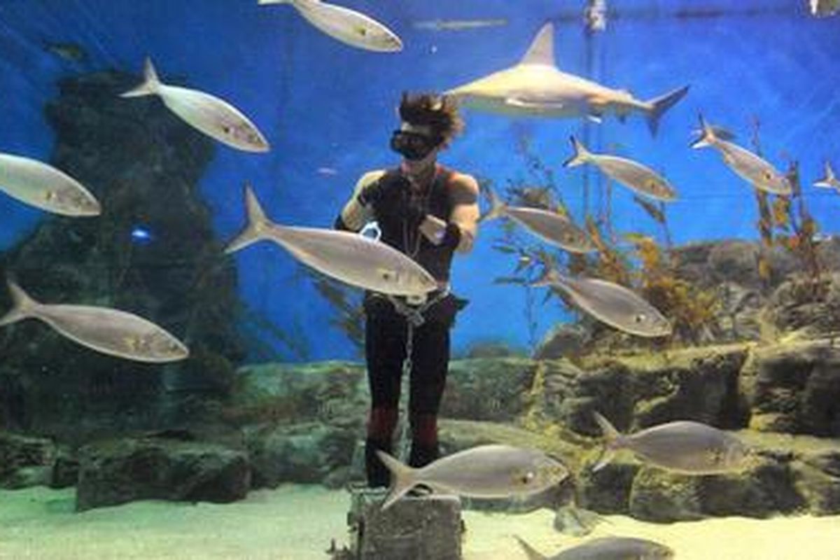 Artis escapology Cosentino, berhasil meloloskan diri setelah diikat dengan rantai dan borgol, dari kepungan ikan hiu, ikan pari dan berbagai ikan lain yang hidup di salah satu tanki raksasa di Melbourne Aquarium, Rabu (17/2/2010).