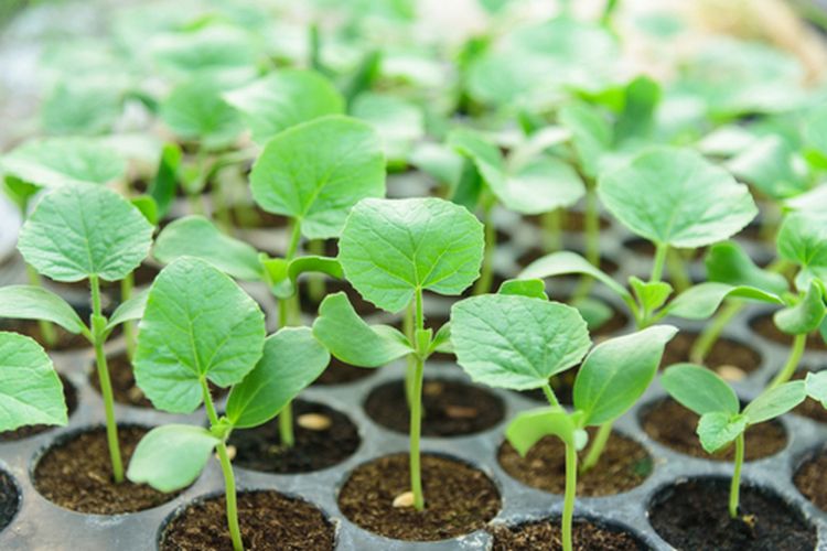 Ilustrasi bibit melon