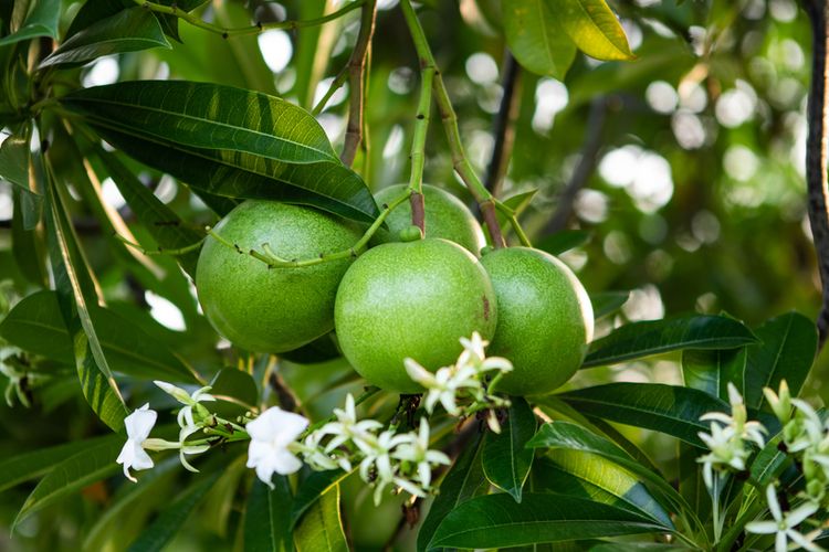 Ilustrasi tanaman bintaro, buah bintaro. 