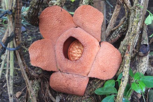 Di Ogan Ilir, Bunga Rafflesia Ditemukan Tumbuh di Samping Rumah Warga