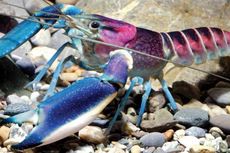 Lobster Baru, Paling Cantik di Dunia dan Berasal dari Indonesia