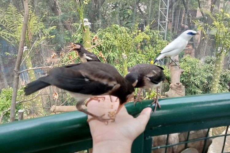 Memberi makan burung di Jakarta Bird Land