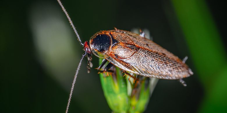 10 Cara Alami Mengusir Kecoak Dari Rumah Halaman All Kompas Com