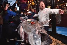 Seekor Ikan Tuna di Jepang Laku Dijual Rp 25 Miliar