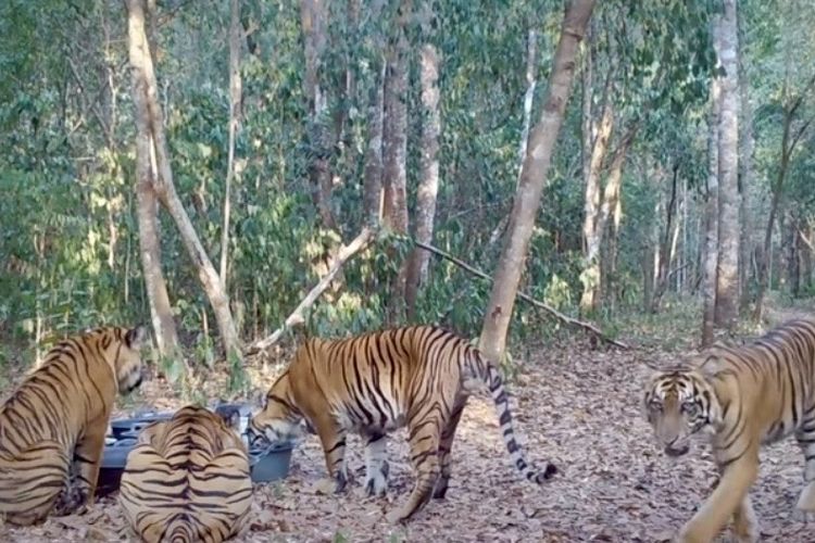 Tiga Anak Harimau Sumatera yang Terekam pada 2025 Kini Kembali Tertangkap Kamera di Way Kambas
