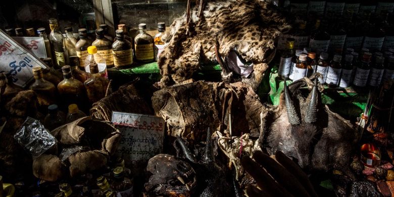 Perdagangan dan konsumsi hewan liar seperti kulit kucing liar yang dijadikan obat tradisional ini diperoleh dari China.
AFP/ROMEO GACAD