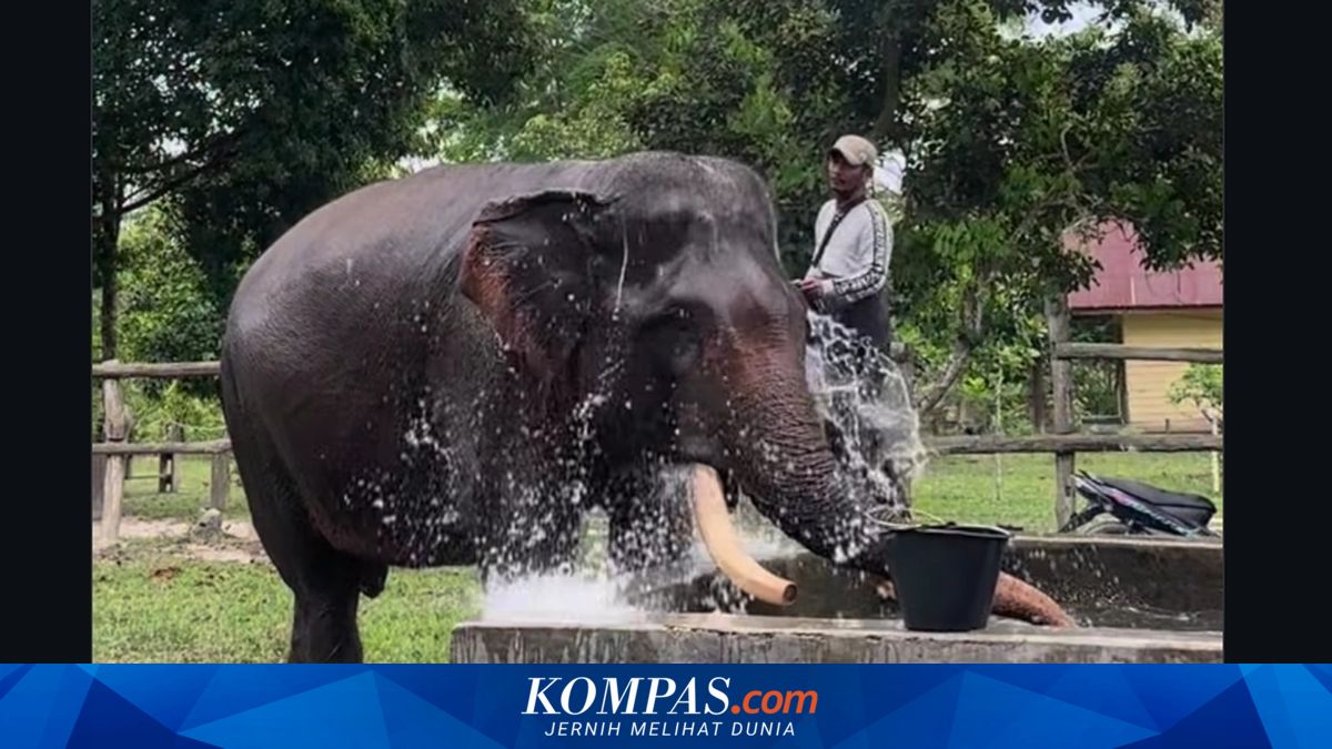 Kronologi Gajah Indro Mati di Taman Nasional Tesso Nilo, Gajah Jinak yang Berjasa Redam Konflik Satwa dan Manusia
