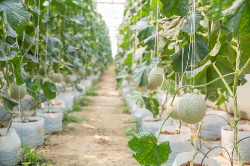 Tidak Sulit, Begini Cara Menanam Melon dalam Pot agar Buahnya Besar