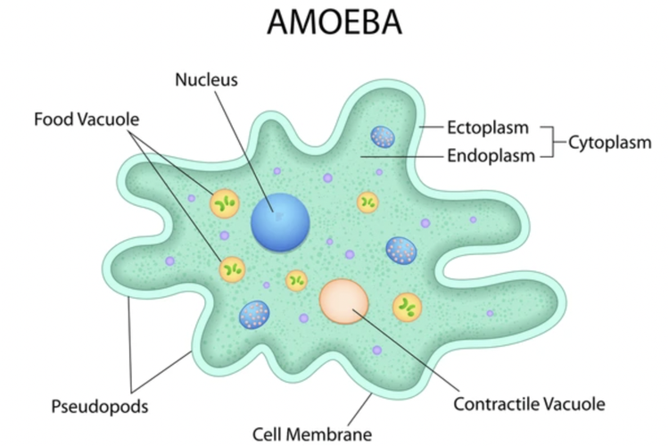 Ilustrasi struktur amoeba.
