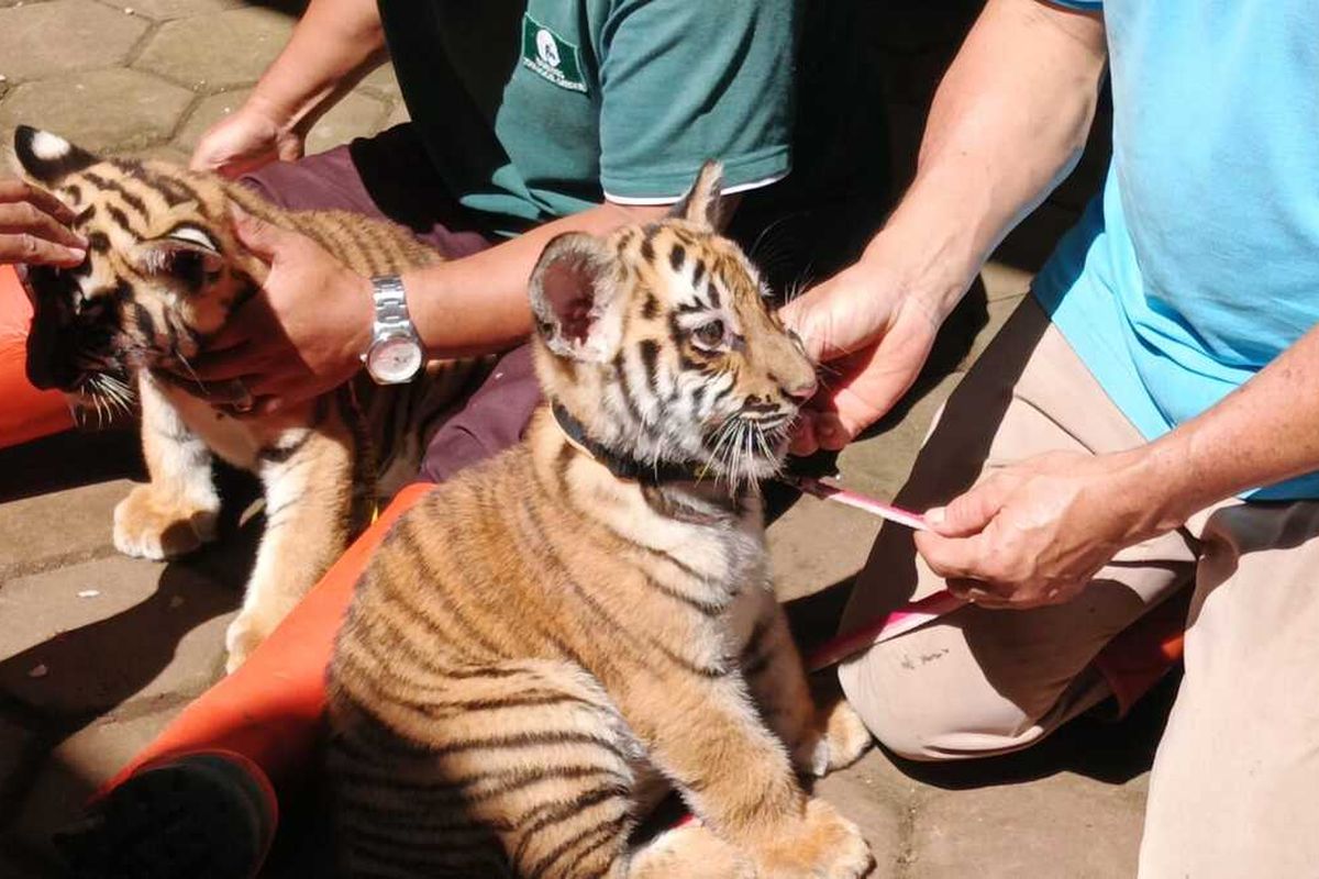 Harimau Benggala Muda Meninggal di Kebun Binatang Bandung, Penyebab Masih Diselidiki
