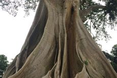 Di Bali, Ada Pohon Beringin Berusia Lebih dari 500 Tahun  