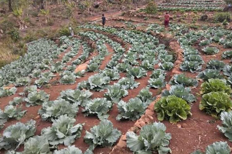 A vegetable plot in Melo Cultural Village, East Nusa Tenggara Province