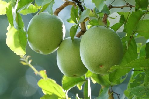 Cara Membuat Pupuk dan Pestisida Alami dari Buah Maja 