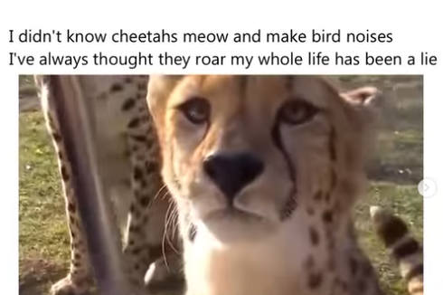 Tergolong Kucing Besar, Mengapa Cheetah Tidak Mengaum tapi Mengeong dan Bersuara seperti Burung?