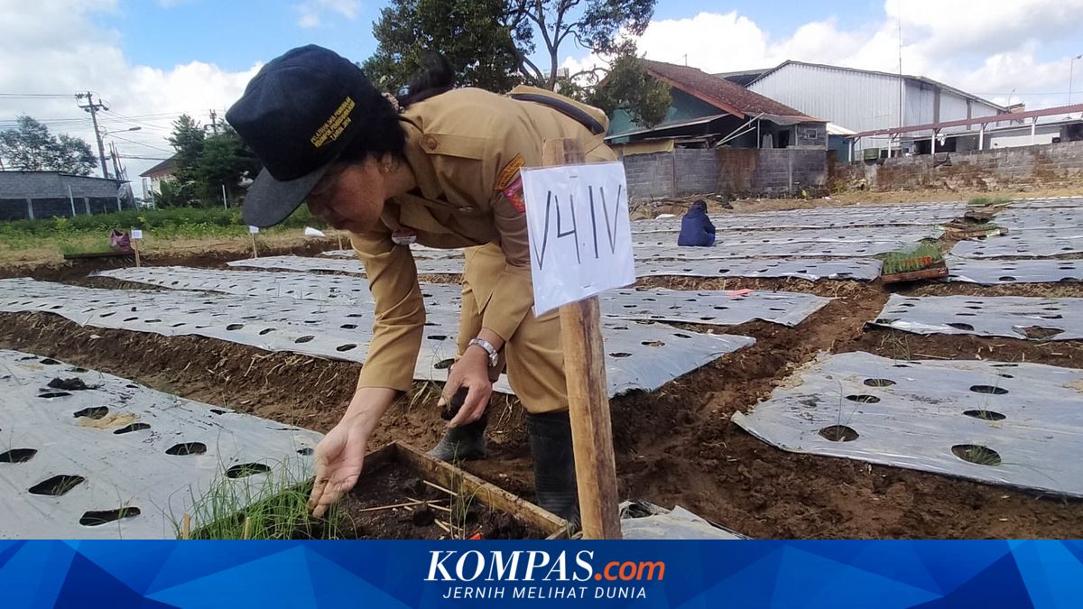 Benih Bawang Daun Asli Wonosobo Selangkah Lagi Mendunia, Meland-1 Siap Jadi Varietas Unggul Nasional
