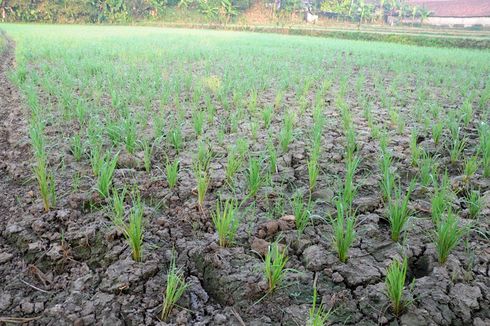 Petani di Sinjai Gagal Panen, Mentan Sarankan Mereka Ikut Asuransi