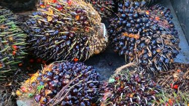 Kebijakan Limbah Sawit Perlu Dikaji Ulang, Berisiko Picu Biaya dan Ekologi