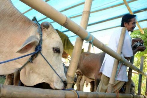 7 Jenis Sapi dan Kambing Kurban di Indonesia