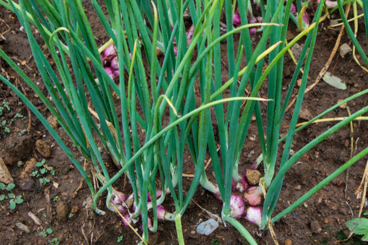 Ilustrasi tanaman bawang merah, menanam bawang merah.
