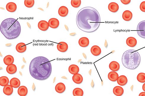 Ciri-ciri Keping Darah (Trombosit)