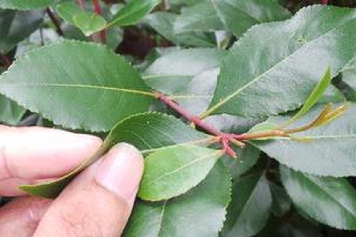 Tampak atas tanaman khat, tanaman bahan dasar zat narkotika golongan 1, Chatinone.