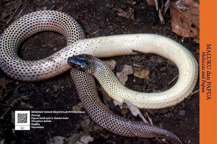 Mengenal Ular Putih Papua, Ular Berbisa Tinggi di Dunia Melebihi Kobra
