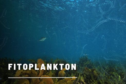 Fitoplankton: Pengertian dan Perannya dalam Perairan 