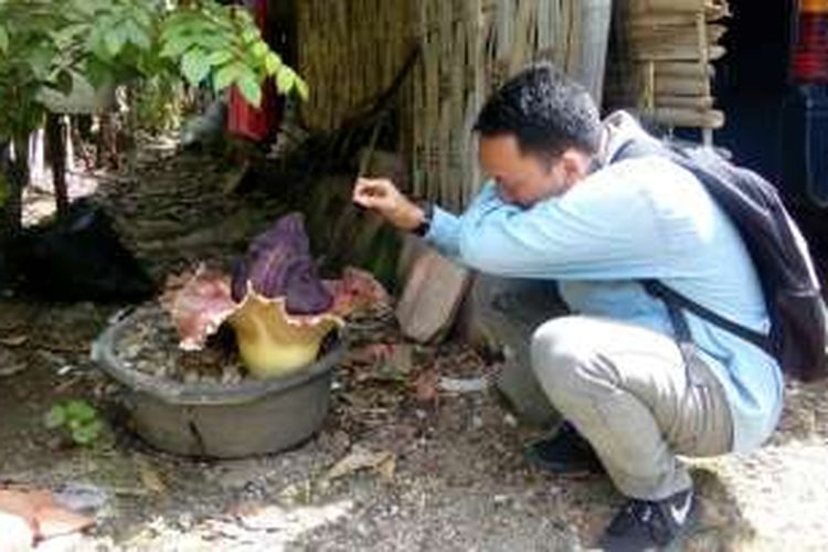 Salah seorang warga melihat bunga bangkai yang tumbuh di pekarangan rumah Sri Muah (48) warga Kelurahan Pringrejo, Kota Pekalongan, Jawa Tengah.