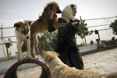 Pemilik Anjing di Iran Terancam Hukuman Cambuk