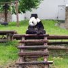 panda travel jakarta